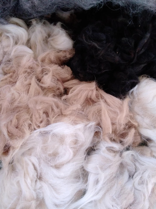 Alpaca Raw Fleece